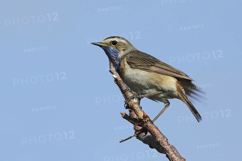 Bluethroat (Luscinia svecica svecica) male, Varanger, Norway