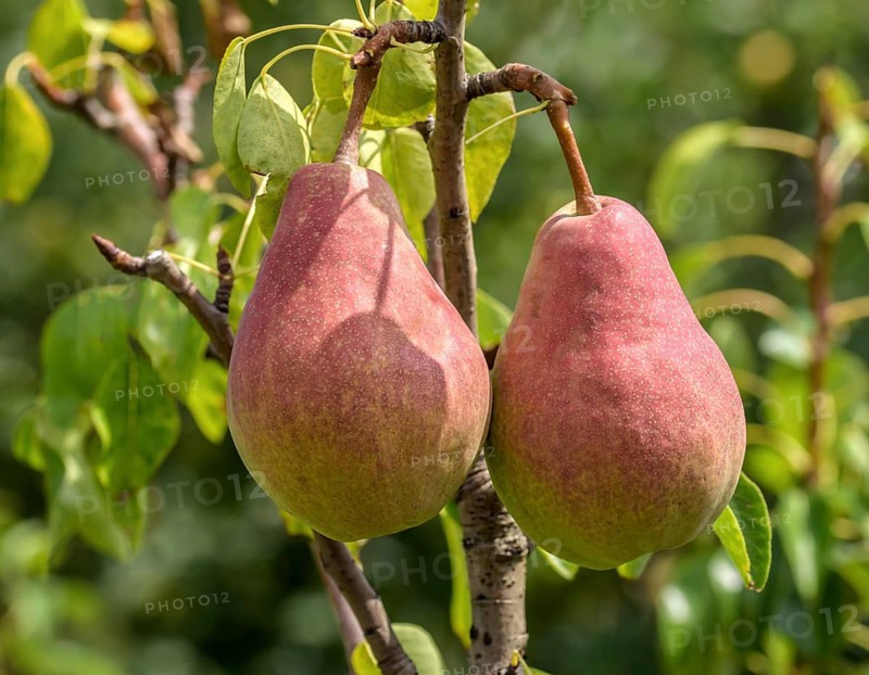 Pear (Pyrus communis CLAPPS LIEBLING),  Austria