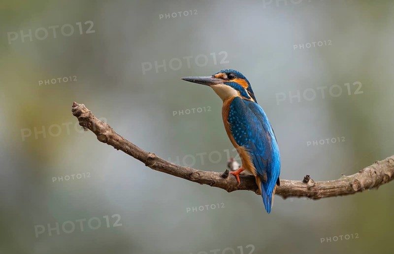 Common Kingfisher (Alcedo atthis) : Small, vibrant, and perfectly isolated on a clean perch, sreepur, Gazipur, bangladesh
