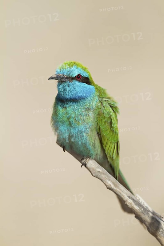 Green Bee-eater (Merops orientalis), Oman