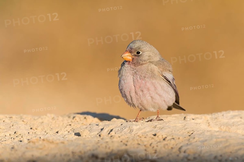 Trumpeter Finch (Bucanetes githagineus) male, Eilat, Israel