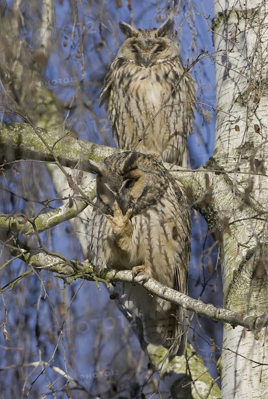 Long-eared Owl (Asio otus), Thuringia, Germany