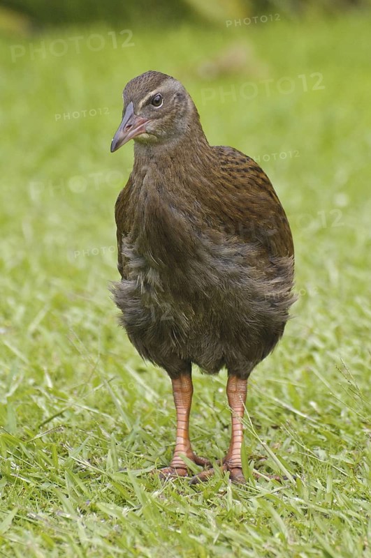 Weka (Gallirallus australis), New Zealand
