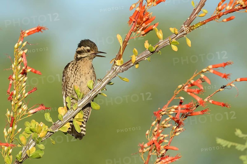Ladder-backed Woodpecker (Dryobates scalaris) female calling, perched on a flowering branch, Arizona, USA