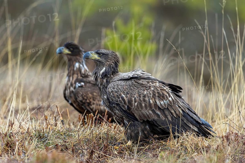 White-Tailed Eagle, Haliaeetus albicilla, juvenile eagles in winter, Smaland, Sweden
