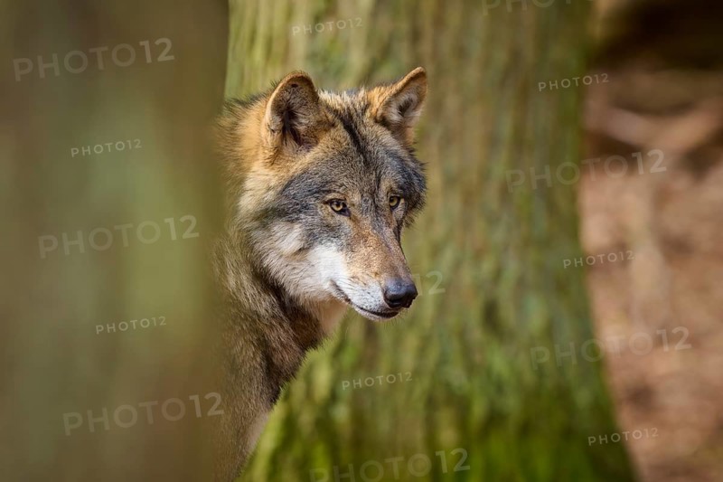 Wolf looking vigilantly through the trees in the forest, Wolf (Canis lupus), Germany