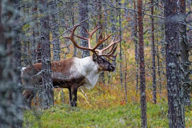 Finnish forest reindeer (Rangifer tarandus fennicus), wild, in the forest, Kuhmo, Kainuu, north-east Finland, Finland