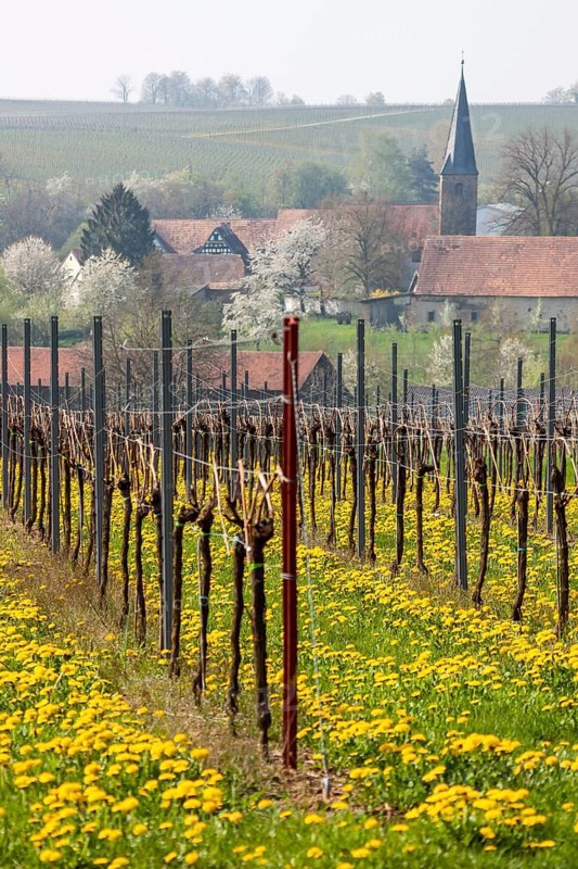 Vineyard with flowering dandelion, in the background the village of Ingenheim, Southern Palatinate, Palatinate, Rhineland-Palatinate, Germany