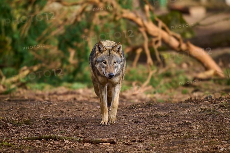 A wolf walks attentively through the forest, Wolf (Canis lupus), Germany