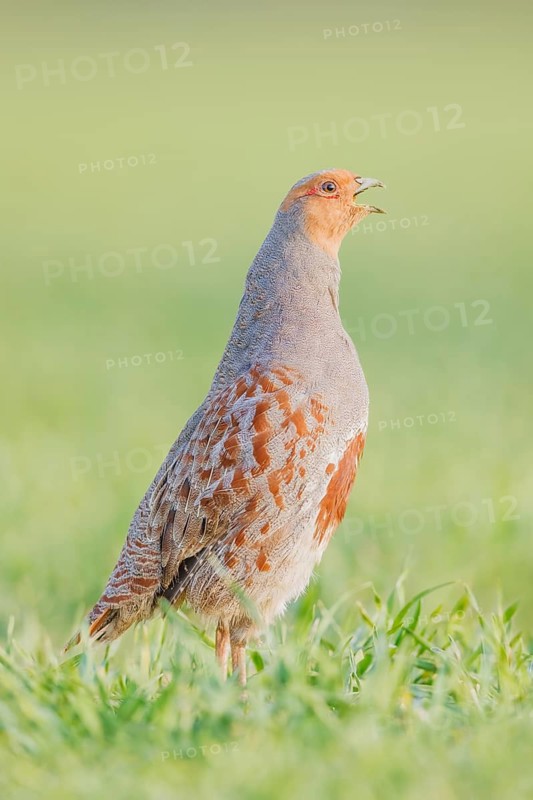 Rebhuhn, Perdix perdix Grey Partridge, Perdix perdix