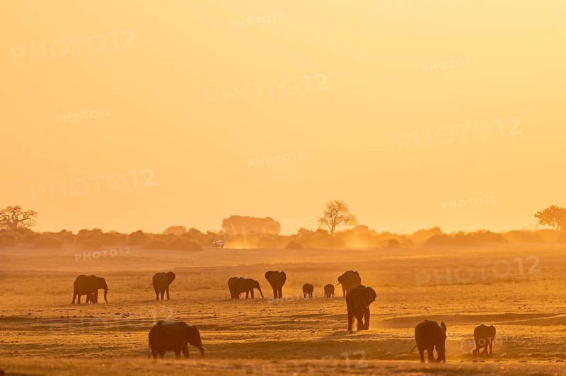 African elephant (Loxodonta africana), silhouette, sunset, atmospheric light, Ihaha, Chobe National Park National Park, Botswan