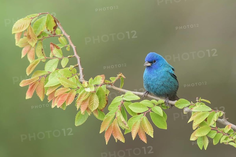 Indigo Bunting (Passerina cyanea) male perched on a branch, Texas, USA