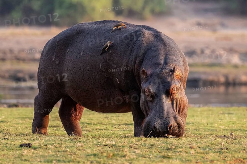 Hippopotamus (Hippopatamus amphibius) grazing, Chobe River, Ihaha, Chobe National Park, Botswana