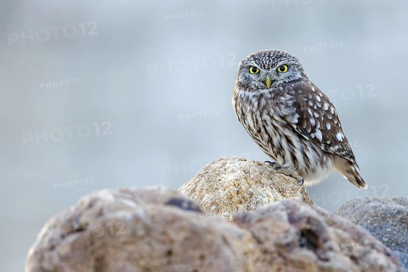 Little owl, (Athene noctua), perch, small owl, family of true owls, biotope, habitat, perch, foraging, Lesbos, Lesbos Island, Greece