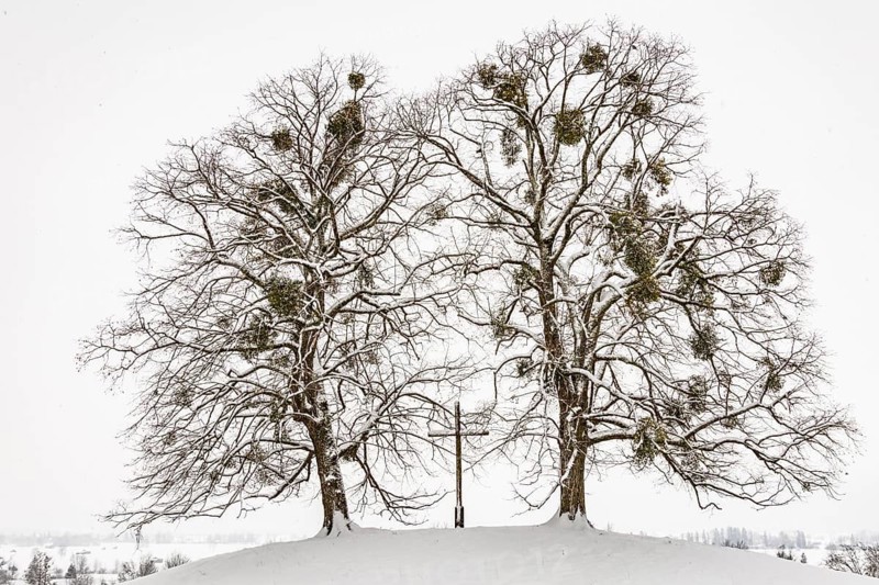 Trees, free-standing, mistletoe, cross, christian, snow, snowfall, winter, Alpine foothills, Bavaria, Germany