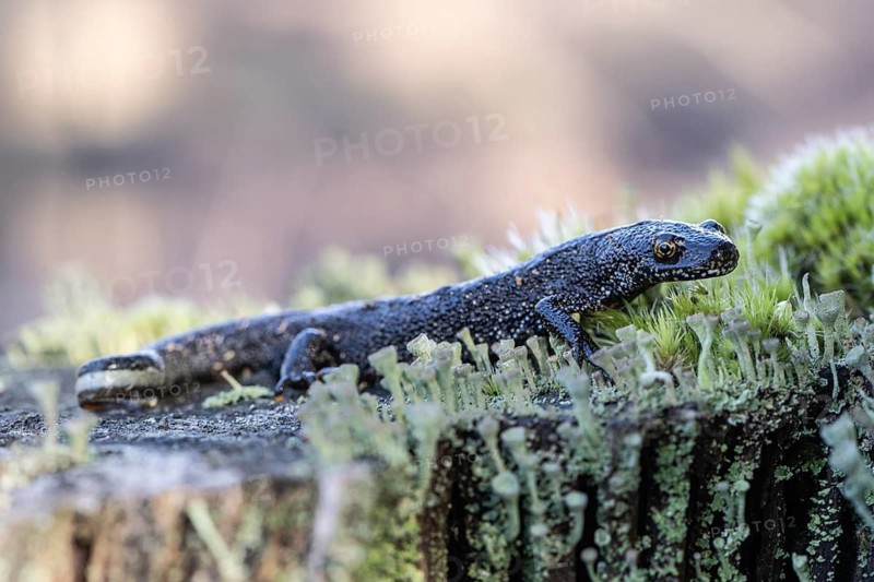 Great crested newt (Triturus Scalloped ribbonfish), Emsland, Lower Saxony, Germany