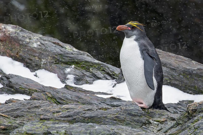 Macaroni Penguin (Eudyptes chrysolophus) perched on a rocky beach on South Georgia Island