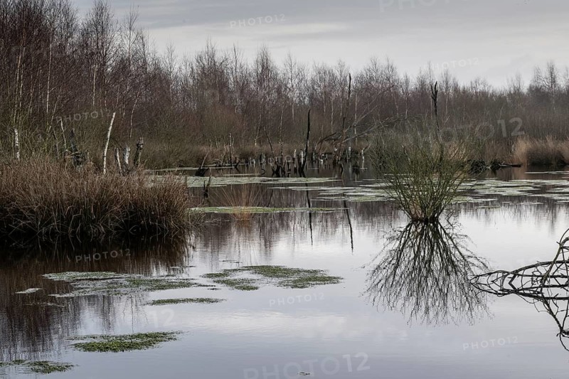 Moorland, Bargerveen, Drenthe, Netherlands
