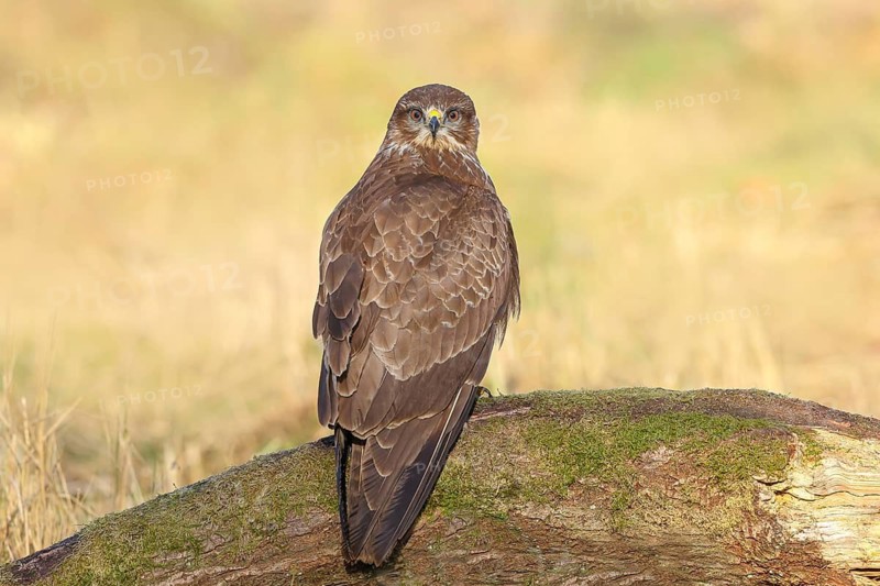 Buzzard (Buteo buteo) sitting attentively on a moss-covered tree stump, Wildlife, direct view, animals, birds, bird of prey, nature photography, Siegerland, North Rhine-Westphalia, Germany
