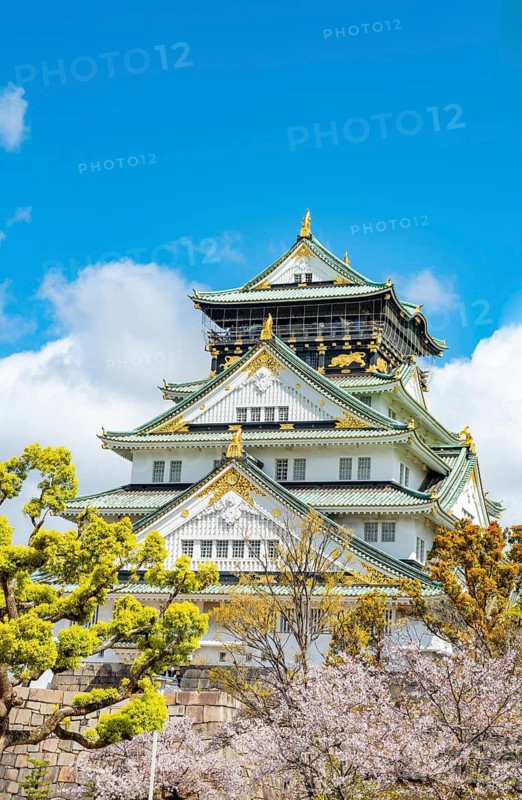 Osaka castle with blooming cherry trees in the park, Osaka Castle Park, Chuo-ku, Osaka, Japan