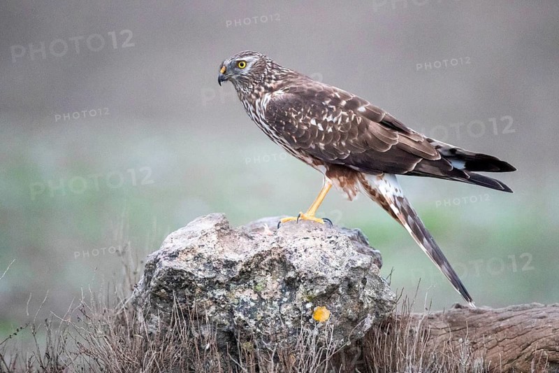 Hen Harrier (Circus cyaneus) female, Castile-La Mancha, Spain