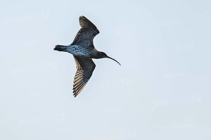 Eurasian Curlew, Numenius arquata, birds on marshes