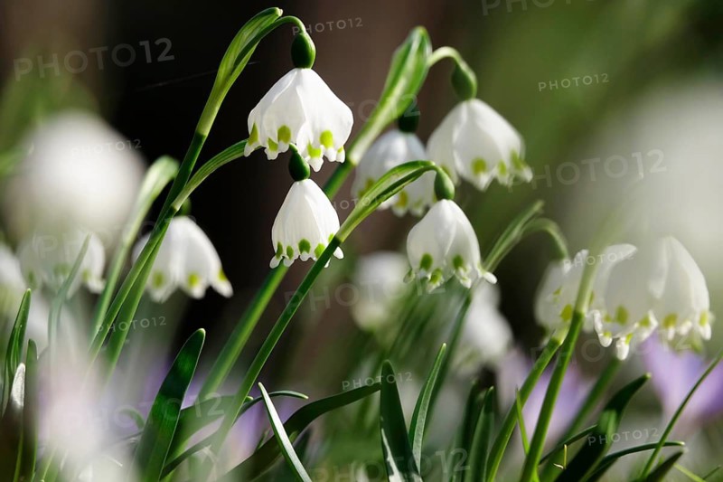 Beautiful spring snowflake (Leucojum vernum), early March, Germany