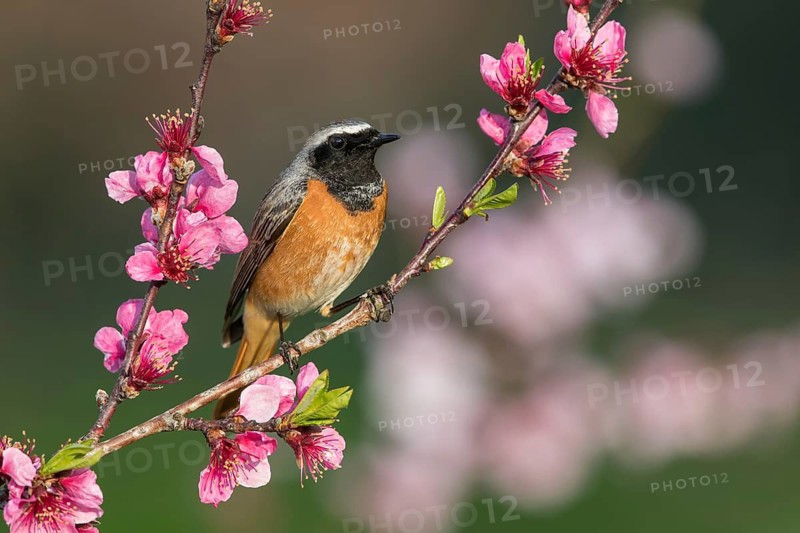 Common Redstart (Phoenicurus phoenicurus) male perched on a flowering twig, Poland