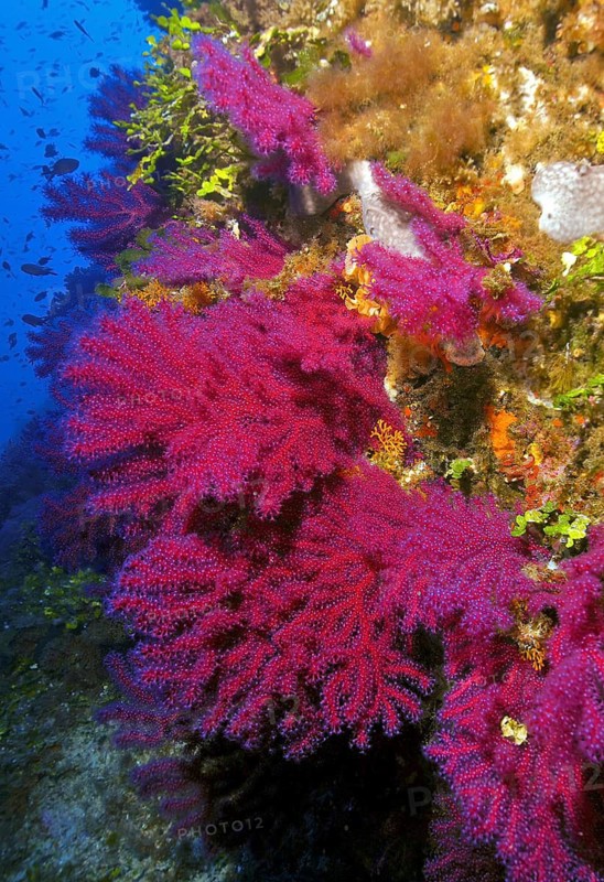 Large fan of Red Violescent sea-whip (Paramuricea clavata), Mediterranean fan coral Horn coral with outstretched coral polyps Polyps filter plankton from current, Mediterranean Sea, Sicily, Italy