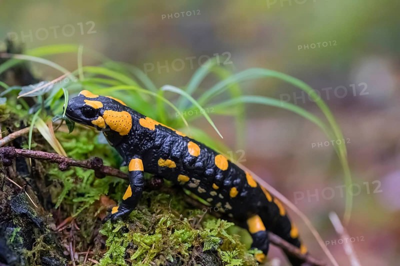A fire salamander (Salamandra salamandra) walks across a mossy forest floor on a rainy day. The IUCN conservation status is Near Threatened