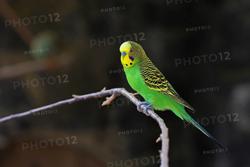 Budgerigar (Melopsittacus undulatus), adult, natural colours, on a branch, captive, occurrence in Australia, Hesse, Germany