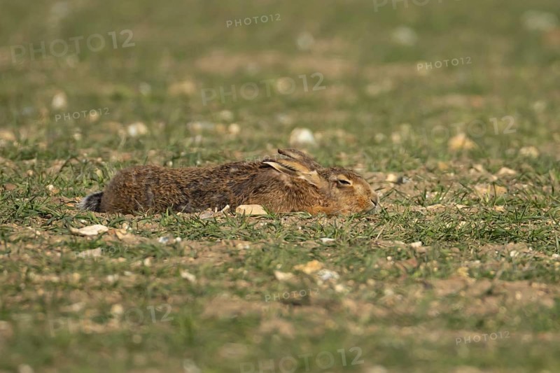 European brown hare (Lepus europaeus) adult animal sleeping in a farmland cereal field, England, United Kingdom