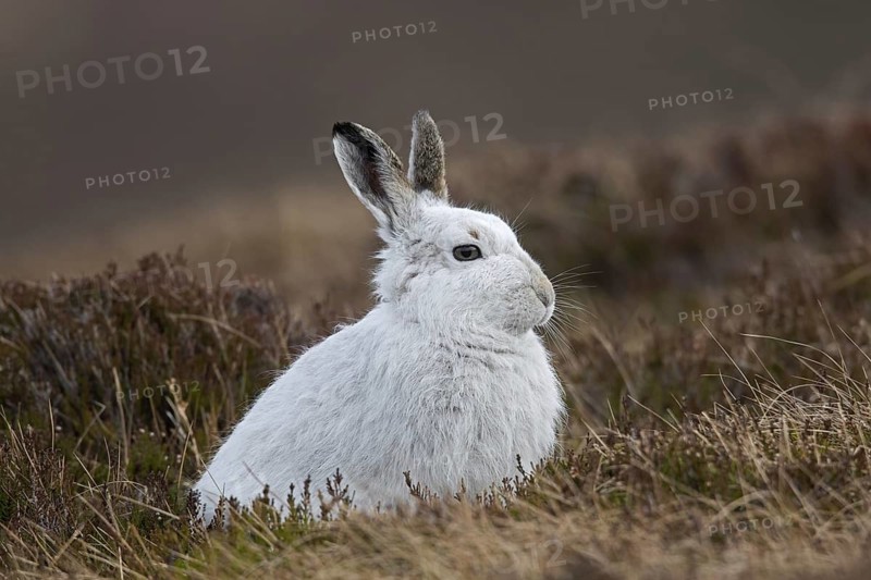 Close up of mountain hare (Lepus timidus), Alpine hare, snow hare in white winter pelage sitting in moorland, heathland in spring