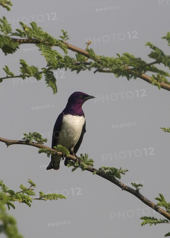 Violet-backed Starling (Cinnyricinclus leucogaster) male, Kavango, Namibia