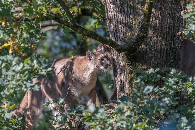 Two adult adult cougars, Puma concolor, high up in an old green oak tree, looking for a place to rest