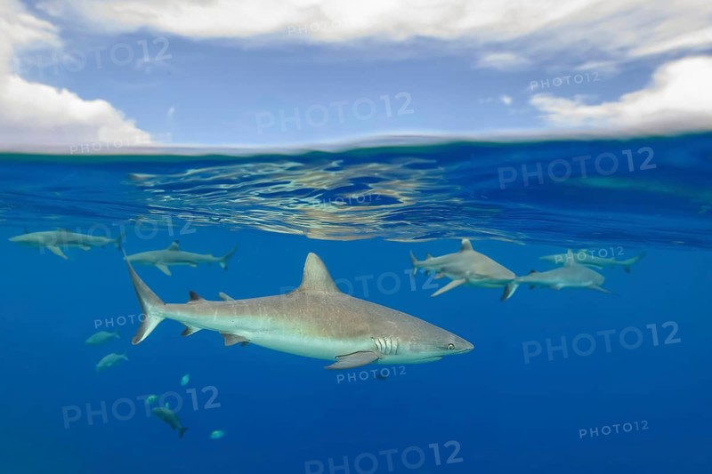 Half-and-half shot half-and-half shot of group of Grey reef sharks (Carcharhinus amblyrhynchos) swimming several specimens of Grey reef shark swimming just below sea surface water surface with waves, Pacific Ocean