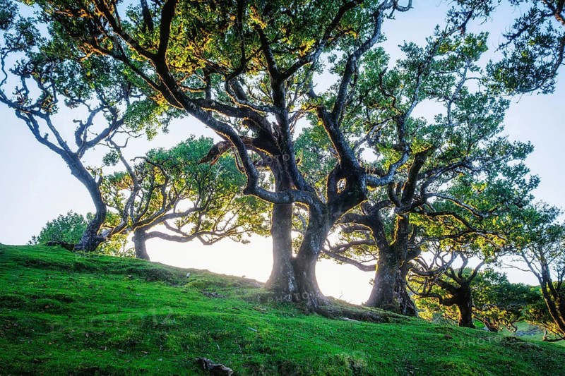Centuries-old til trees in fantastic magical idyllic Fanal Laurisilva forest on sunrise. Madeira island, Portugal