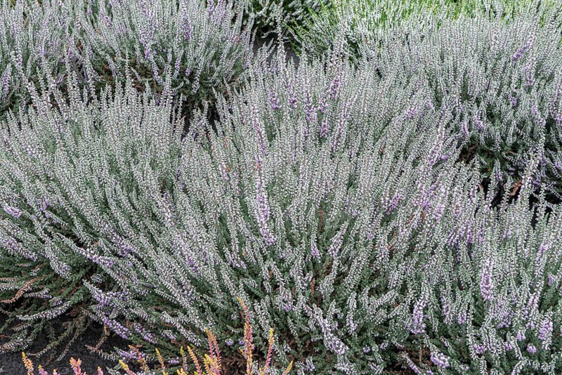 Heather (Calluna vulgaris 'Silver Knight'), Park der Gärten, Germany