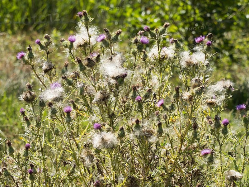 Common thistle (cirsium vulgare) in seed and inflorescence, North Rhine-Westphalia, Germany