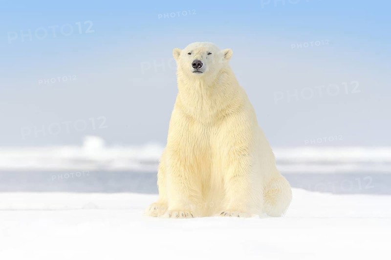 Dangerous bear sitting on the ice, beautiful blue sky. Polar bear on drift ice edge with snow and water in Norway sea. White animal in the nature habitat, Europe. Wildlife scene from nature