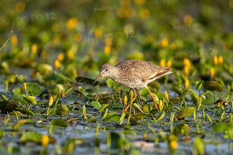 Spotted Redshank (Tringa erythropus) Hungary