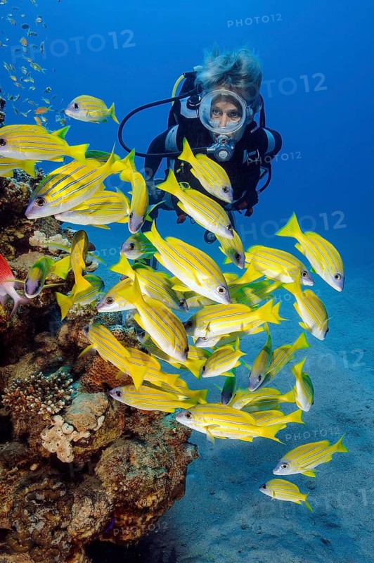 Female diver looking at small school of bluestripe snapper (Lutjanus kasmira) swimming next to small coral block of coral reef, Red Sea, Safaga, Egypt