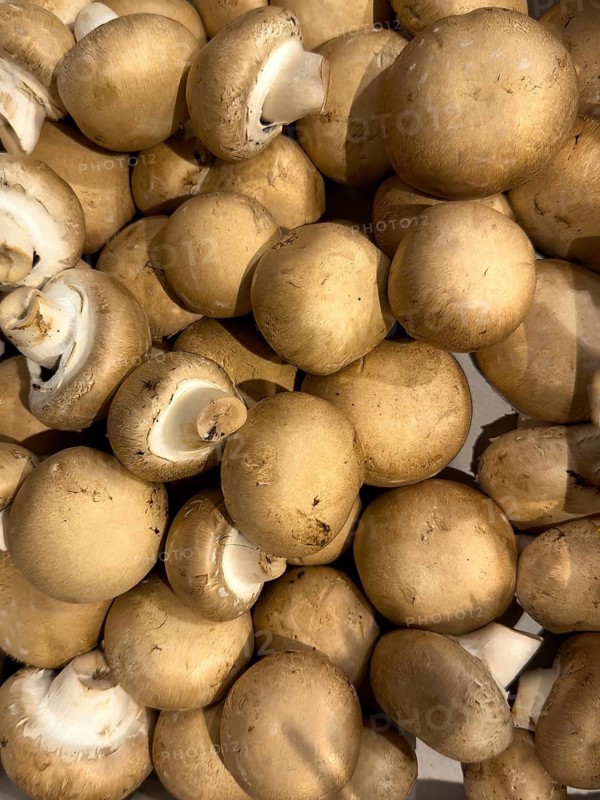 Edible non-toxic collected picked unprocessed raw mushrooms Mushrooms (Agaricus), international