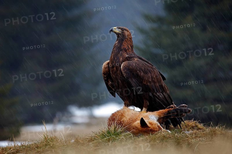 Golden Eagle, feeding on kill Red Fox in the forest during the rain