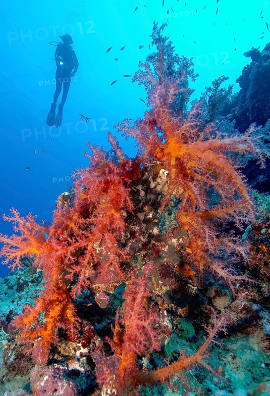 Red soft coral (Dendronephthya) Soft coral in the Red Sea, in the background silhouette of diver, Red Sea, Zerib Kebir, El Quseir, Marsa Alam, Egypt