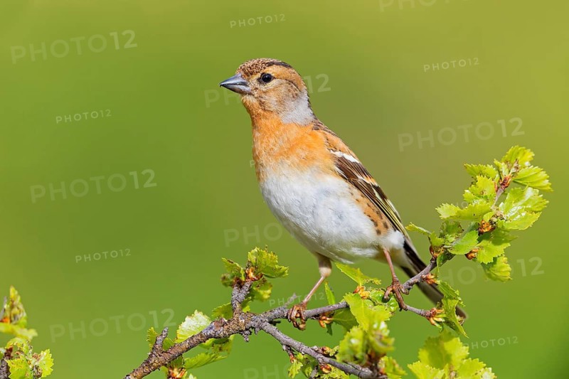 Bergfink, Brambling, Fringilla montifringilla, Pinson du Nord, Pinzón Real