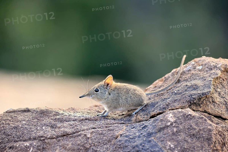 Short-eared Trunked Shrew (Macroscelides probosideus), Short-eared Elephant Shrew, Short-eared Trunked Shrew, adult, foraging, alert, Mountain Zebra National Park, Eastern Cape, South Africa