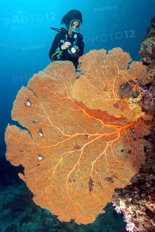 Underwater photo of female diver scuba diving looking at large fan coral (Anella mollis) horn coral gorgonian growing on steep wall drop off in of colourful vibrant intact tropical coral reef, Indian Ocean, Andaman Sea, Koh Phi Phi, Thailand