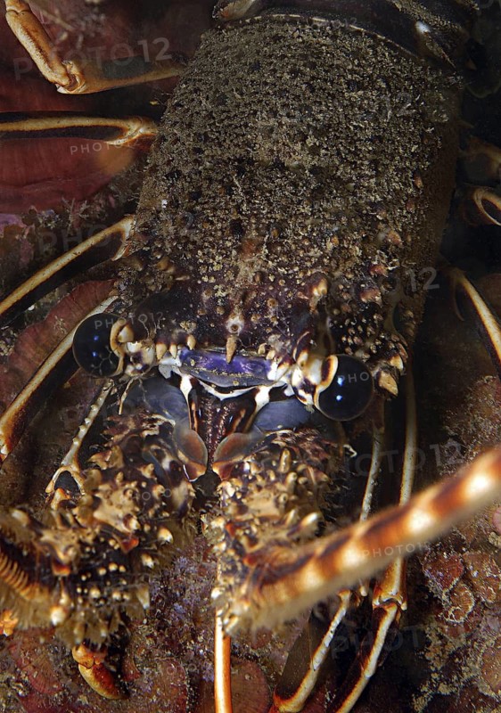 Underwater photo extreme close-up of head head portrait eyes of European spiny crayfish (Palinurus elephas), Mediterranean Sea