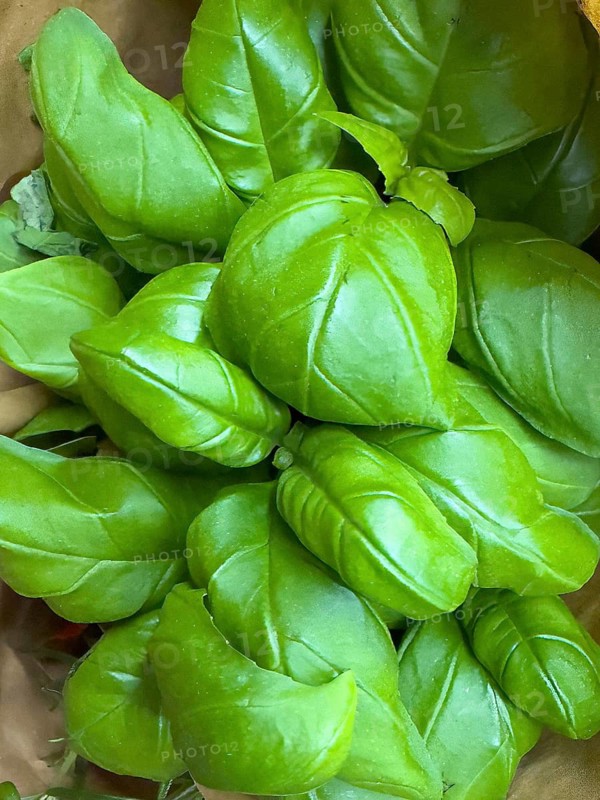 Close-up of green leaves of basil, international